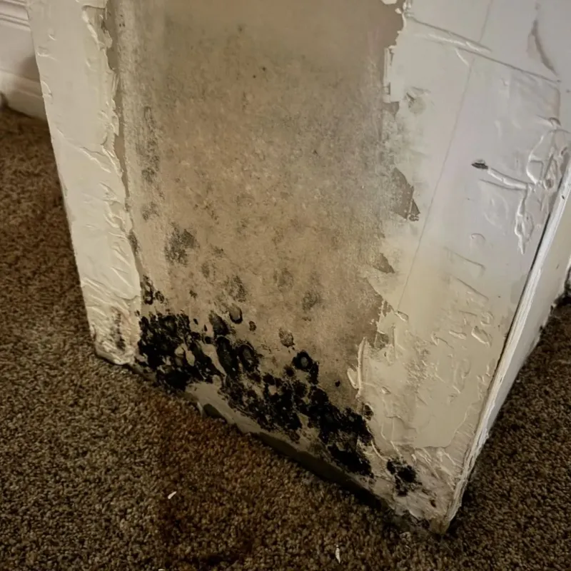 Professional Mold Removal in Belle, WV